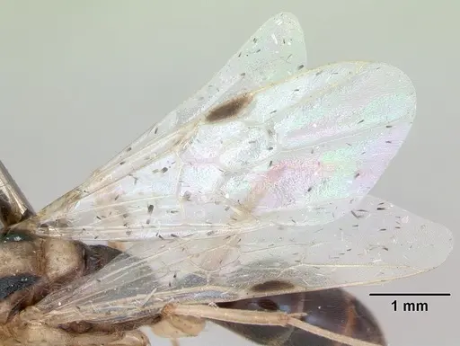 Odontomachus bauri - CASENT0173303