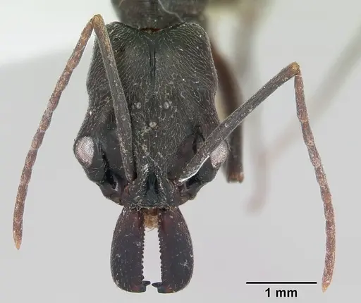 Odontomachus bauri - CASENT0173304