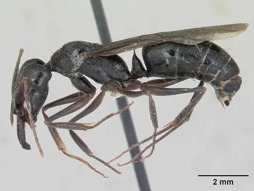 Odontomachus bauri - CASENT0173304