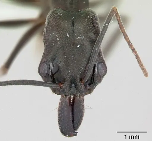 Odontomachus bauri - CASENT0173305