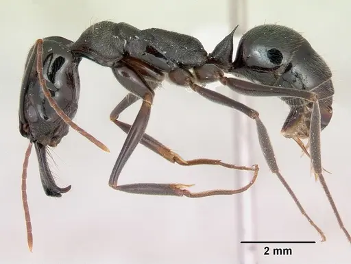 Odontomachus bauri - CASENT0173305