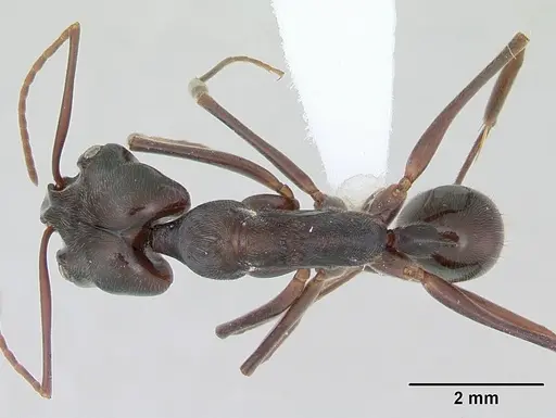 Odontomachus bauri - CASENT0173535