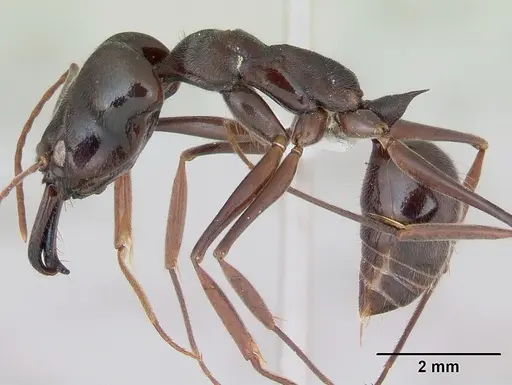 Odontomachus bauri - CASENT0173535