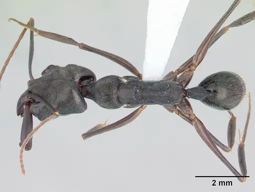 Odontomachus bauri - CASENT0178671