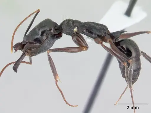Odontomachus bauri - CASENT0178671