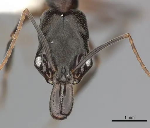 Odontomachus bauri - CASENT0270597