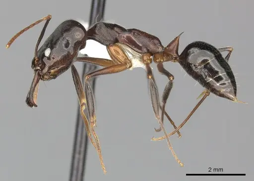 Odontomachus bauri - CASENT0270597