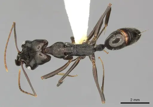 Odontomachus bauri - CASENT0270598