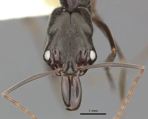 Odontomachus bauri - CASENT0270598