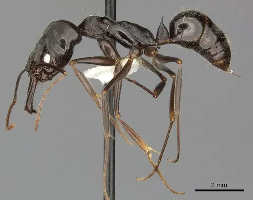 Odontomachus bauri - CASENT0270598