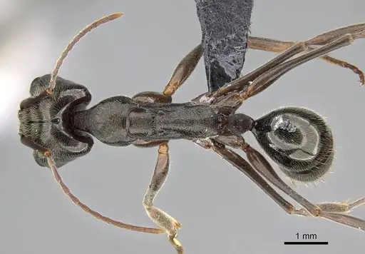 Odontomachus bauri - CASENT0318519