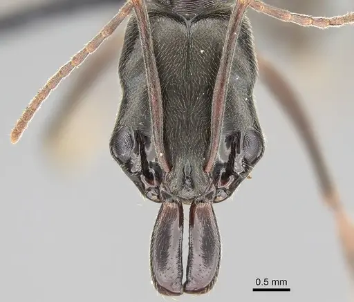 Odontomachus bauri - CASENT0318519