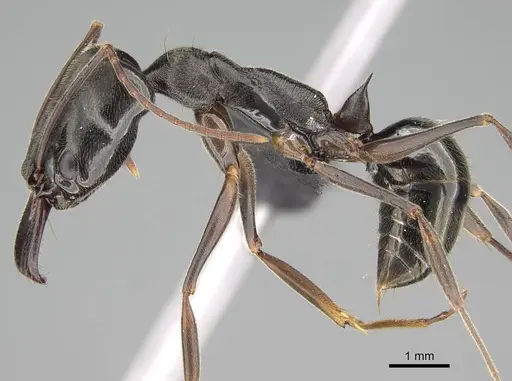 Odontomachus bauri - CASENT0318519