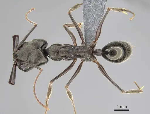 Odontomachus bauri - CASENT0729162