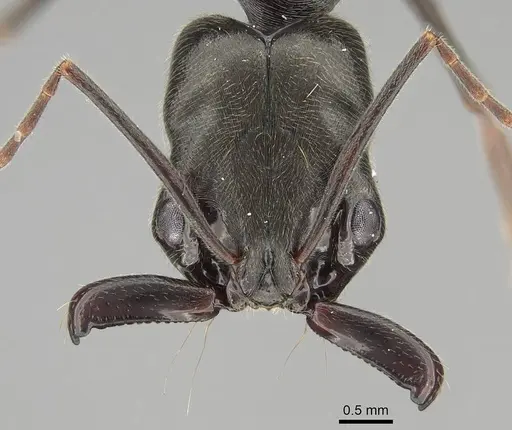 Odontomachus bauri - CASENT0729162