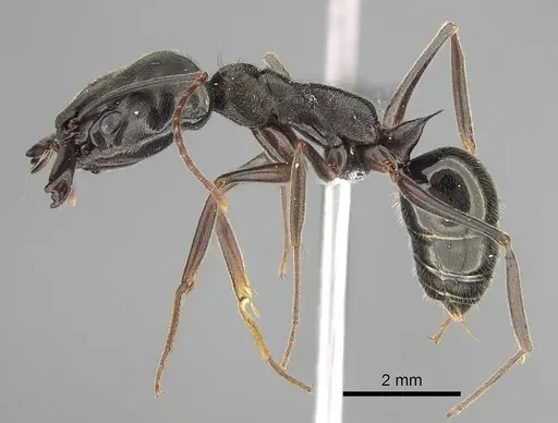 Odontomachus bauri - CASENT0729162