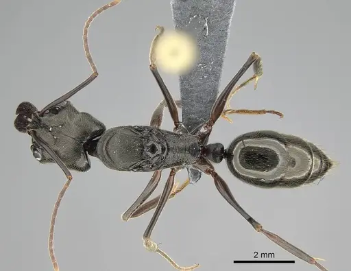 Odontomachus bauri - CASENT0729195