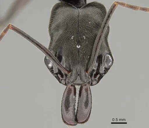 Odontomachus bauri - CASENT0729195