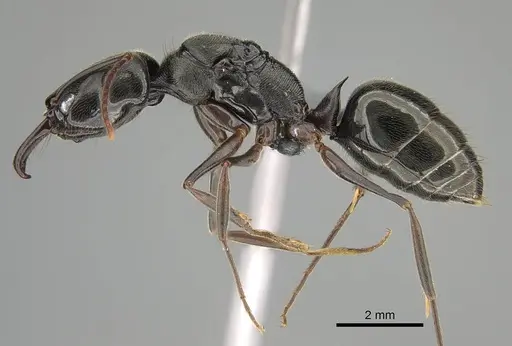 Odontomachus bauri - CASENT0729195