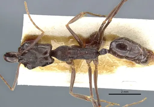 Odontomachus bauri - CASENT0904010