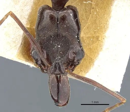 Odontomachus bauri - CASENT0904010