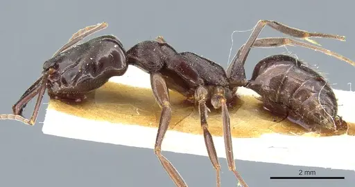 Odontomachus bauri - CASENT0904010