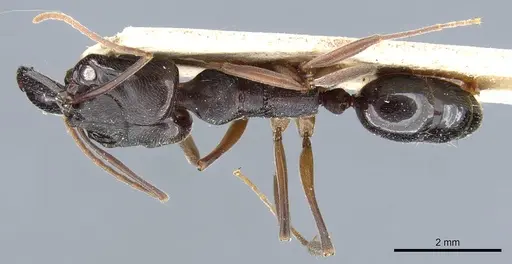 Odontomachus bauri - CASENT0904011