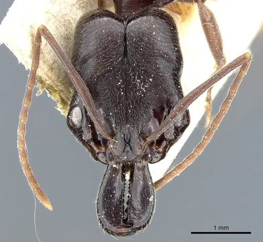 Odontomachus bauri - CASENT0904011