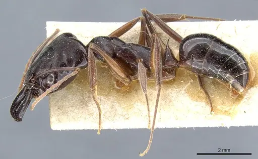 Odontomachus bauri - CASENT0904011