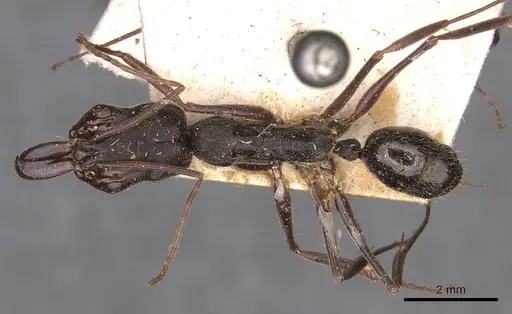 Odontomachus bauri - CASENT0907434