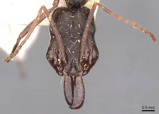 Odontomachus bauri - CASENT0907434