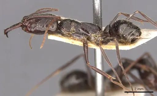 Odontomachus bauri - CASENT0907434