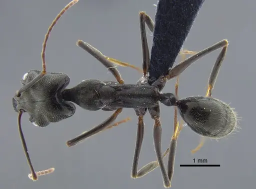 Odontomachus bauri - CBUMAGENT41703