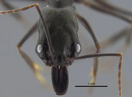 Odontomachus bauri - CBUMAGENT41703