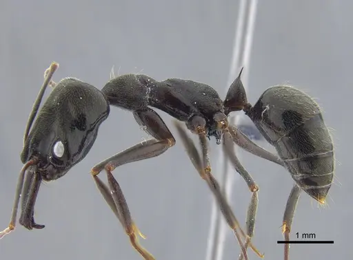 Odontomachus bauri - CBUMAGENT41703