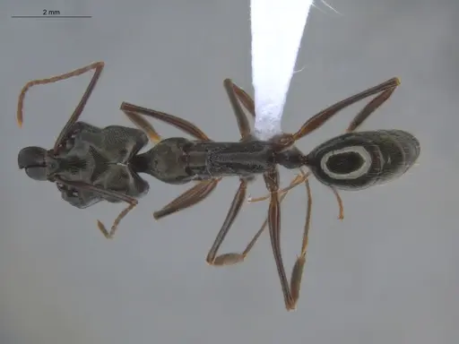 Odontomachus bauri - ECOFOG-BOUM-0064-04