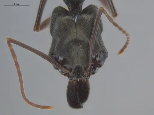 Odontomachus bauri - ECOFOG-BOUM-0064-04