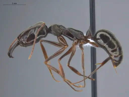 Odontomachus bauri - ECOFOG-BOUM-0064-04