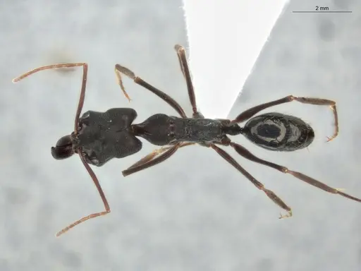 Odontomachus bauri - ECOFOG-OI17-0233-02