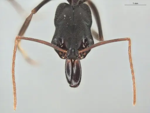 Odontomachus bauri - ECOFOG-OI17-0233-02