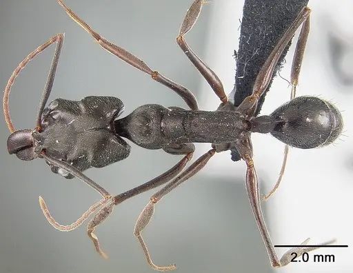 Odontomachus bauri - USNMENT01124285