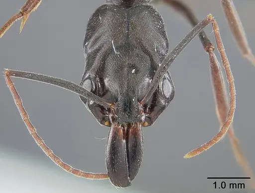 Odontomachus bauri - USNMENT01124285