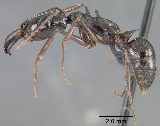 Odontomachus bauri - USNMENT01124285