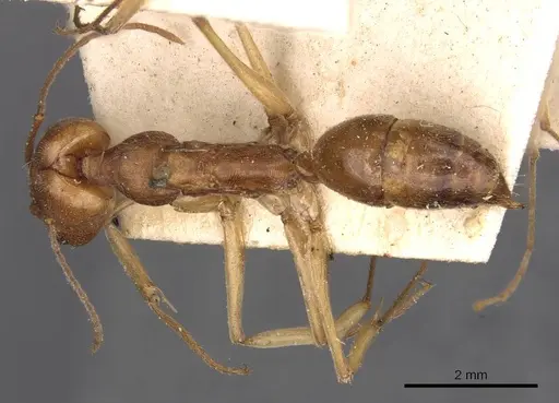 Odontomachus biolleyi specimen