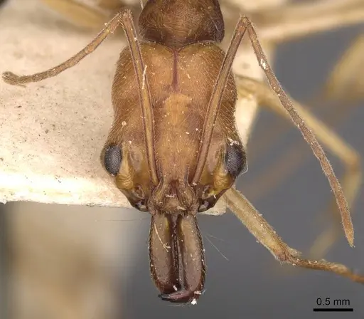 Odontomachus biolleyi specimen