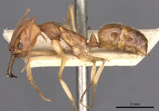 Odontomachus biolleyi specimen