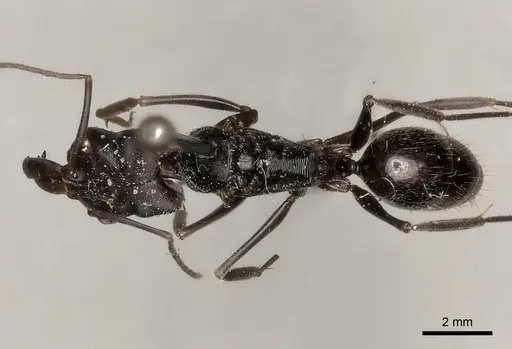 Odontomachus biumbonatus specimen