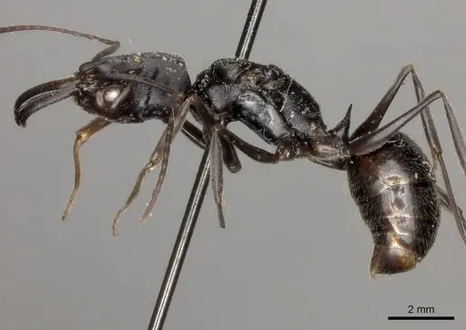 Odontomachus biumbonatus specimen