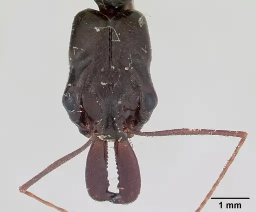 Odontomachus bradleyi specimen