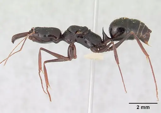 Odontomachus bradleyi specimen